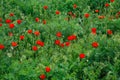 Red poppies. Wild flowers on a background of green grass. Summer natural background Royalty Free Stock Photo