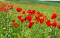 Red poppies. Wild flowers on a background of green grass. Summer natural background Royalty Free Stock Photo