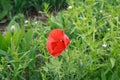 Red poppies. Wild flowers on a background of green grass. Summer natural background Royalty Free Stock Photo