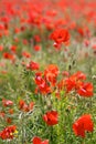 Red Poppies in Wild Poppy Fields Royalty Free Stock Photo