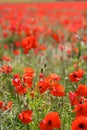 Red Poppies in Wild Poppy Fields Royalty Free Stock Photo