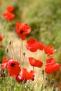 Red Poppies in Wild Poppy Fields Royalty Free Stock Photo