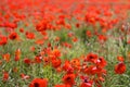 Red Poppies in Wild Poppy Fields Royalty Free Stock Photo