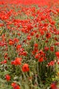 Red Poppies in Wild Poppy Fields Royalty Free Stock Photo