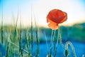 Red poppies wildflowers in the field in the morning Royalty Free Stock Photo