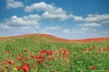 red poppies wildflowers meadow landscape in springtime Royalty Free Stock Photo