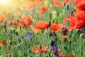 red poppies wildflowers spring season nature Royalty Free Stock Photo