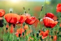 red poppies wildflowers in springtime Royalty Free Stock Photo