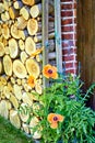 Red poppies at a woodpile Royalty Free Stock Photo