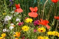 Red poppies, yellow calendula, and Sweet William flowers