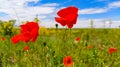 Red poppies in a yellow field against the blue sky. Royalty Free Stock Photo