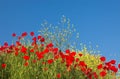 Red poppies and yellow flowers Royalty Free Stock Photo