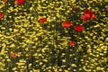 Red poppies among yellow smooth hawksbeard flowers