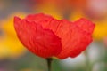 Red poppy