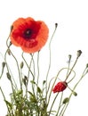 Red poppy