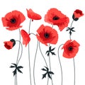 Red poppy