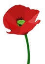 Red poppy