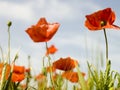 Red poppy Royalty Free Stock Photo