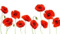 Red Poppy background. 3d Realistic