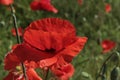 Red poppy on the background of greenery close-up