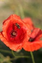 Red poppy and a bee Royalty Free Stock Photo