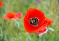 Red poppy and bee on a green field on a sunny day. Spring field of poppies Royalty Free Stock Photo