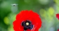 Red poppy and bee morning shot in nature Royalty Free Stock Photo