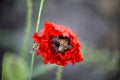 Red poppy and bee morning shot in nature Royalty Free Stock Photo