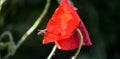 Red poppy and bee morning shot in nature Royalty Free Stock Photo