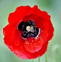 Red poppy and bee morning shot in nature Royalty Free Stock Photo