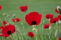 The red poppy with black spots `Ladybird` on the green background.