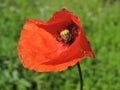 Red poppy bloom