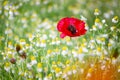 A red poppy blooming on daisy field and green grass in sunny summer day, landscape of wild flowers in springtime, beautiful Royalty Free Stock Photo