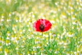 A red poppy blooming on daisy field and green grass in sunny summer day, landscape of wild flowers in springtime, beautiful Royalty Free Stock Photo