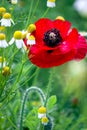 A red poppy blooming on daisy field and green grass in sunny summer day, landscape of wild flowers in springtime, beautiful Royalty Free Stock Photo