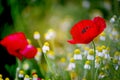 A red poppy blooming on daisy field and green grass in sunny summer day, landscape of wild flowers in springtime, beautiful Royalty Free Stock Photo