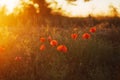 Red poppy blooming on field. Red poppy flowers in the oil seed r Royalty Free Stock Photo