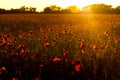 Poppy field at sunset with beautiful red flowers backlit by setting sun Royalty Free Stock Photo
