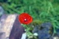 Red poppy blooming in the garden of the house. Close up of red poppy flower and buds. Papaver somniferum