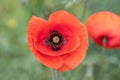 Red poppy blooms on the field as a symbol on the Day of Remembrance of those killed in the First and Second World Wars. Royalty Free Stock Photo