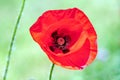 Red poppy blooms on the field as a symbol on the day of remembrance of those killed in the First and Second World Wars. Royalty Free Stock Photo