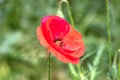 Red poppy blooms on the field as a symbol on the day of remembrance of those killed in the first and second world wars. Royalty Free Stock Photo
