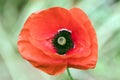 Red poppy blooms on the field as a symbol on the day of remembrance of those killed in the First and Second World Wars. Royalty Free Stock Photo