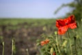 A red poppy blooms in the field on a clear day against the background of trees. Royalty Free Stock Photo