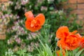 Red Poppy Blooms In The Garden, Against A Green Vegetable Background.