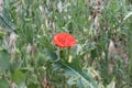 Red Poppy Blooms. Her Flowers Are Very Bright.