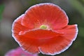 Red Poppy blossom Royalty Free Stock Photo