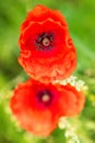 Red poppy blossom background, papaver flower at the heyday Royalty Free Stock Photo