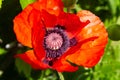 Red poppy blossom on wild field with selective focus. Royalty Free Stock Photo