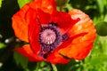 Red poppy blossom on wild field with selective focus.